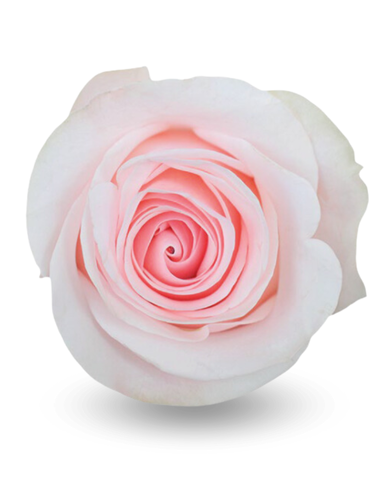 Роза «новиа»