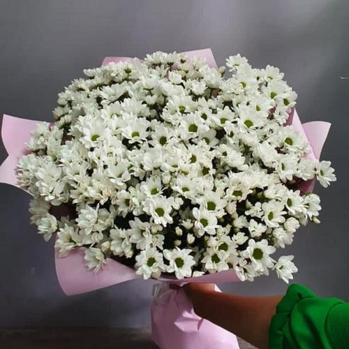 25 кустовых хризантем 