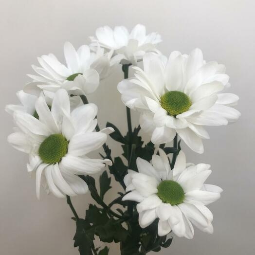 Хризантема кустовая (Bacardi white)