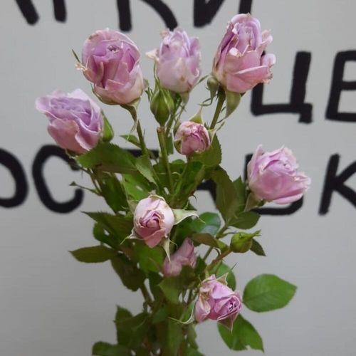 Кустовая роза Кения