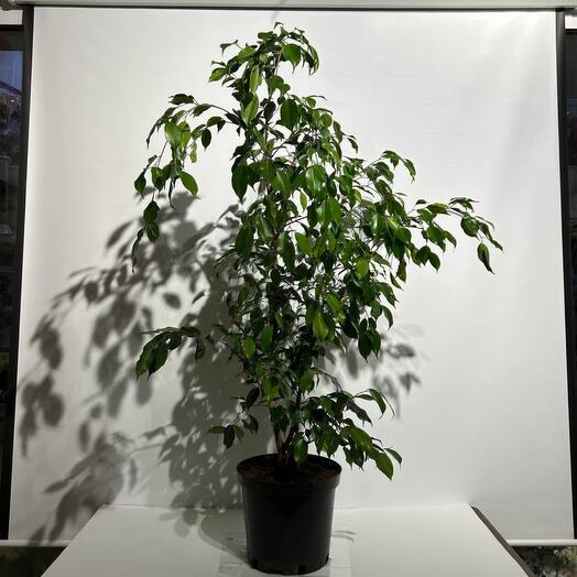 Комнатное растение Фикус Бенджамина Даниэль 120 см