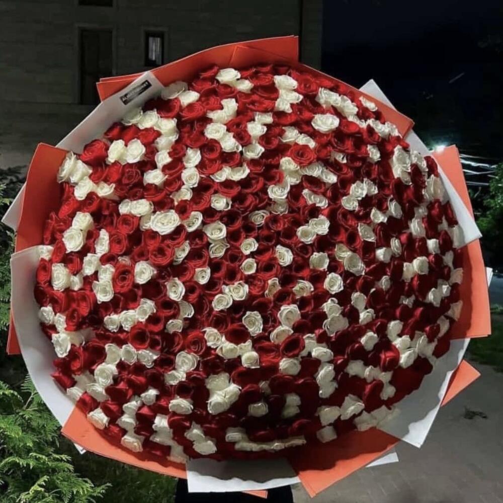 Букет из красно-белых роз 501 шт