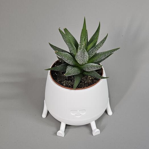 Хавортия в кашпо