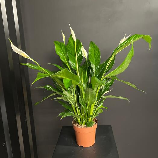 Спатифиллум