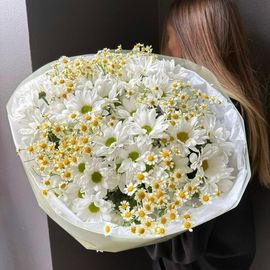 Микс ромашек хризантема и матрикария