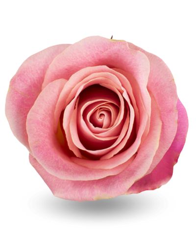 Роза «Эрмоса»