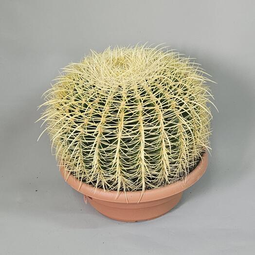 Эхинокактус-кактус гигант