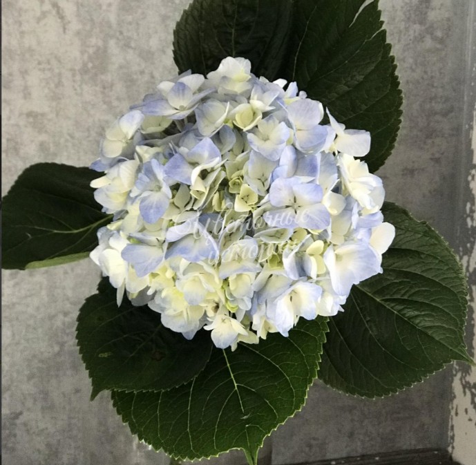 Гортензия голубая