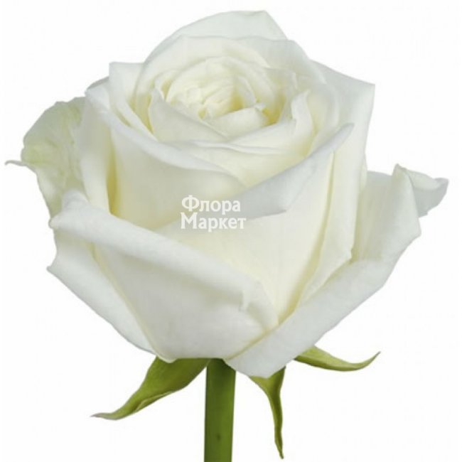 Роза White Naomi