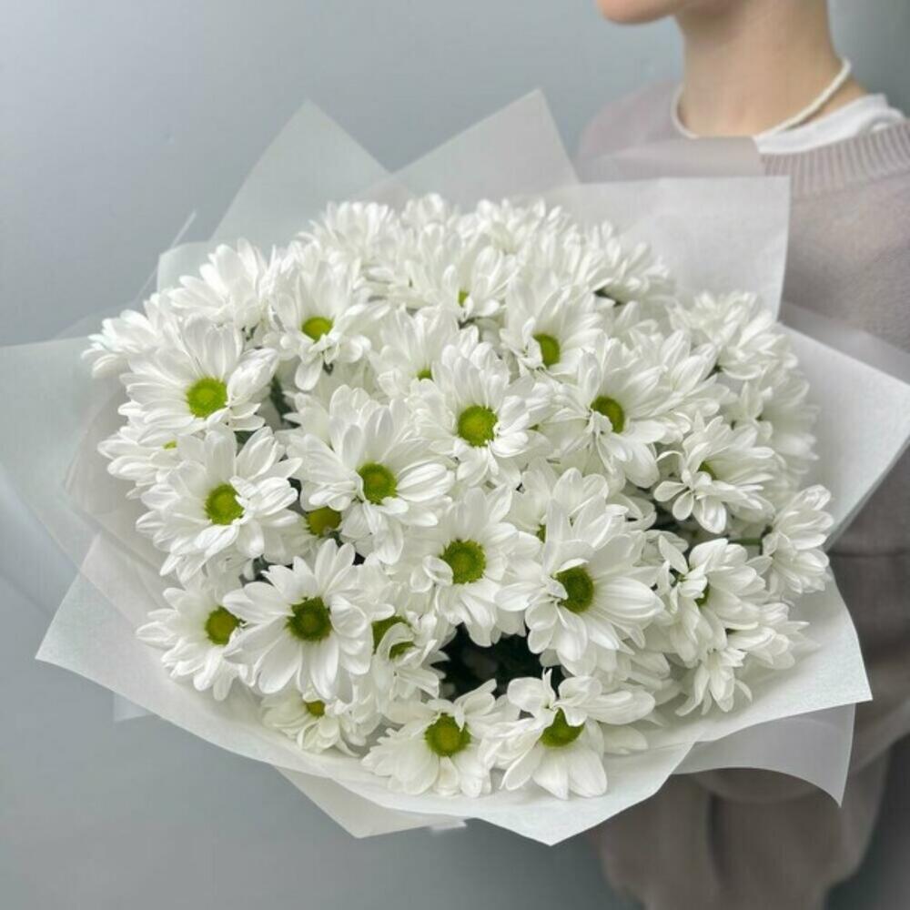 Нежная хризантема