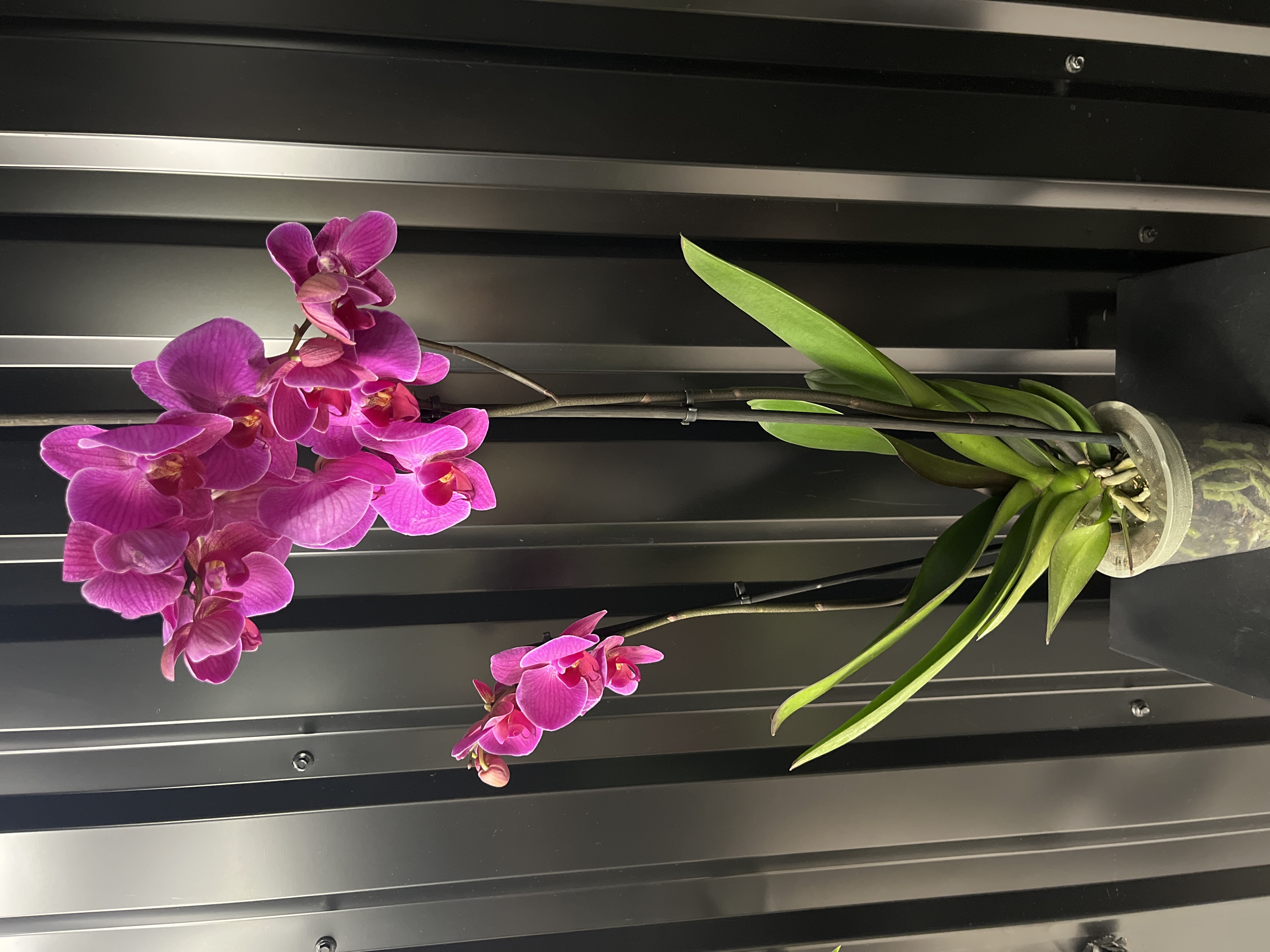 Фаленопсис 2 ст