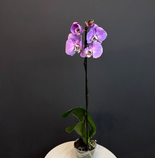 Орхидея "Сиреневая"