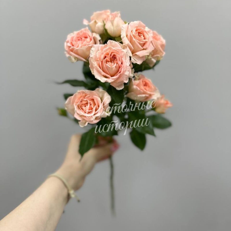 Кустовая роза нежная