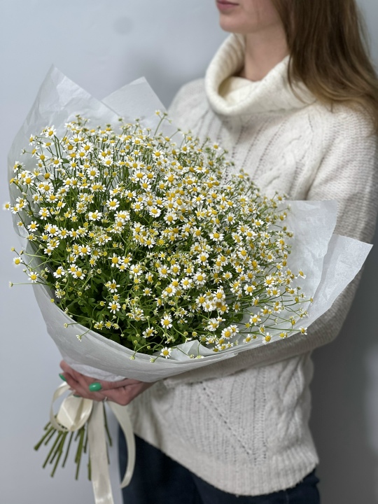 Полевые ромашки