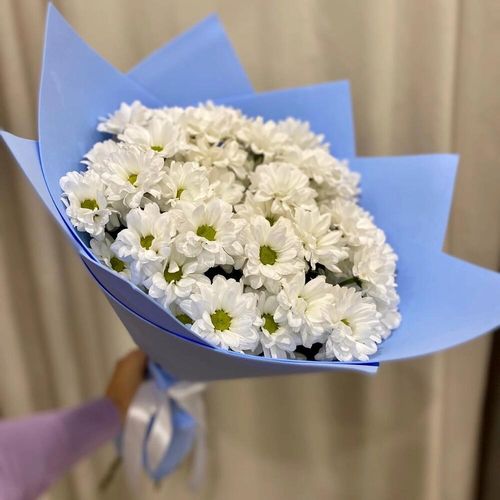 Букет из ромашковых хризантем в голубой упаковке (б1810)