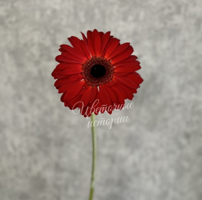 Красная гербера