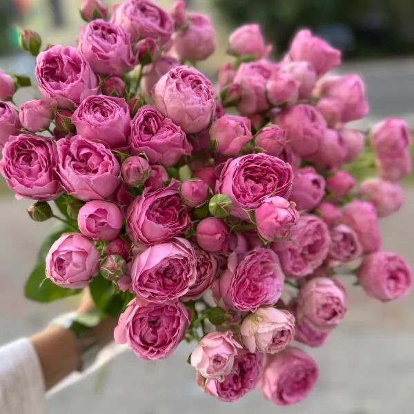 Монобукет кустовой пионовидной розы лилового оттенка!