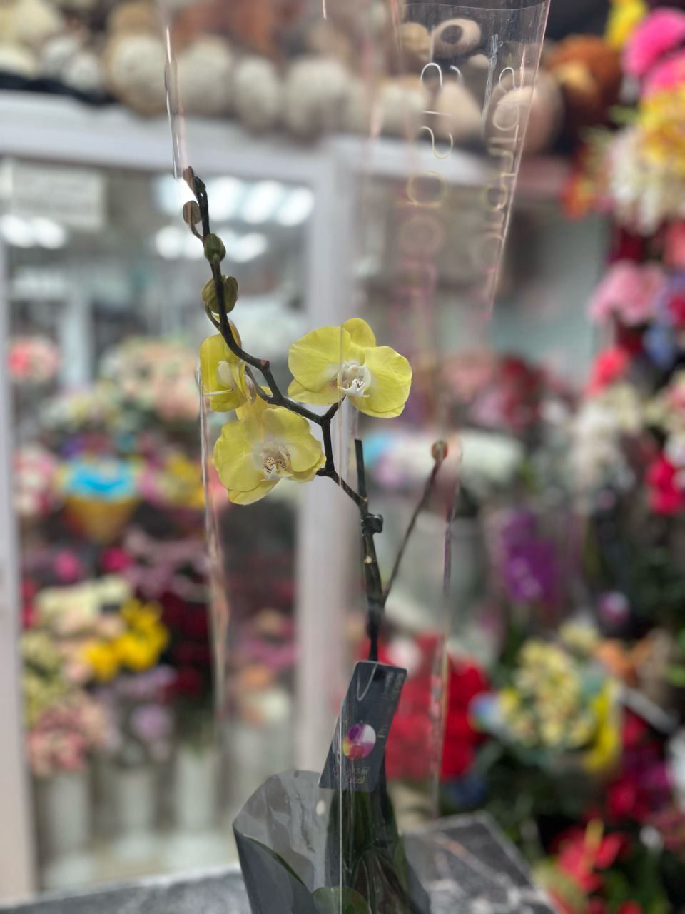 Орхидея (Фаленопсис) Желтая