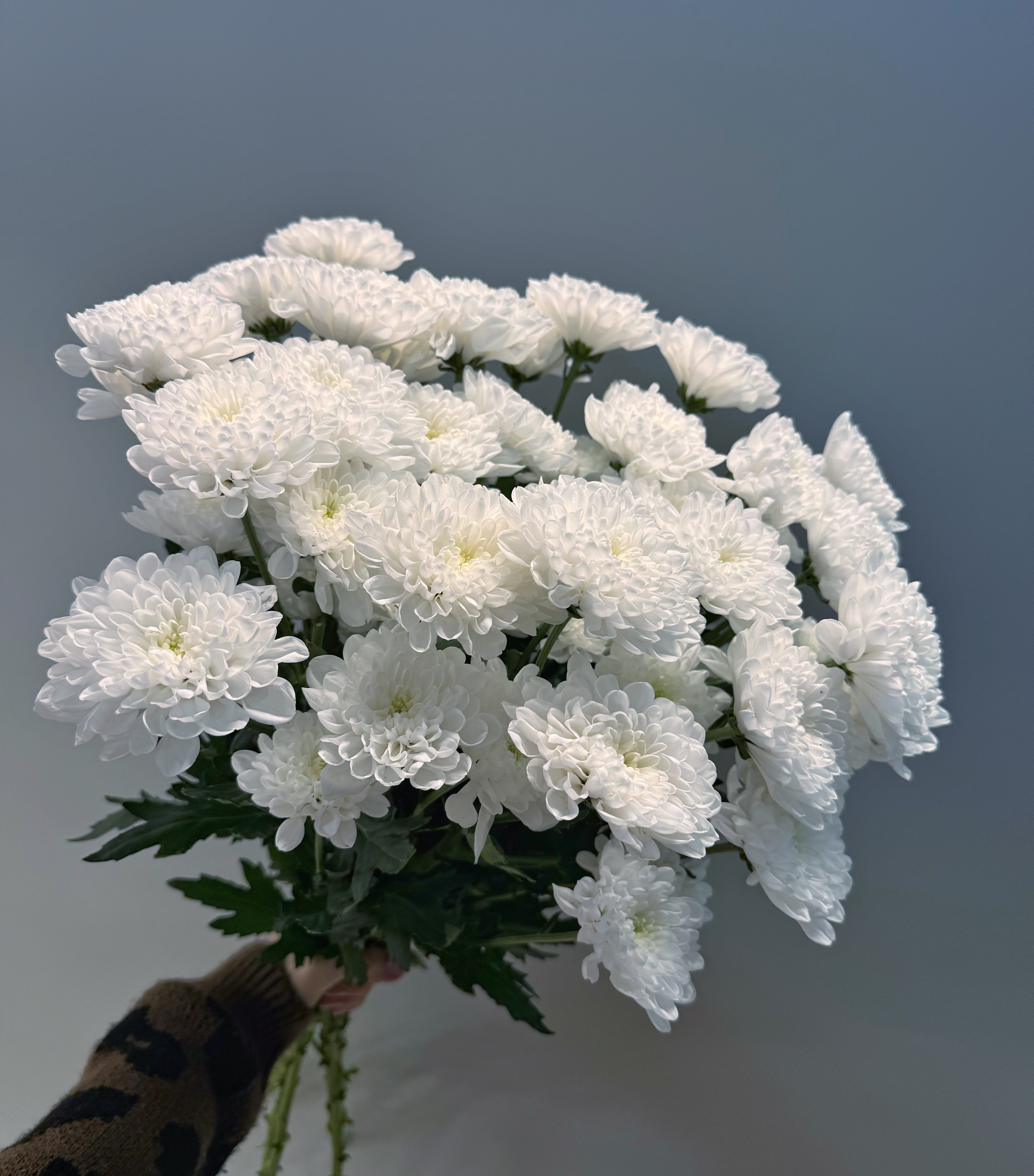 Хризантема кустовая 7шт.