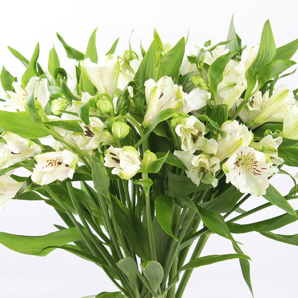 Альстромерия  белая 1шт