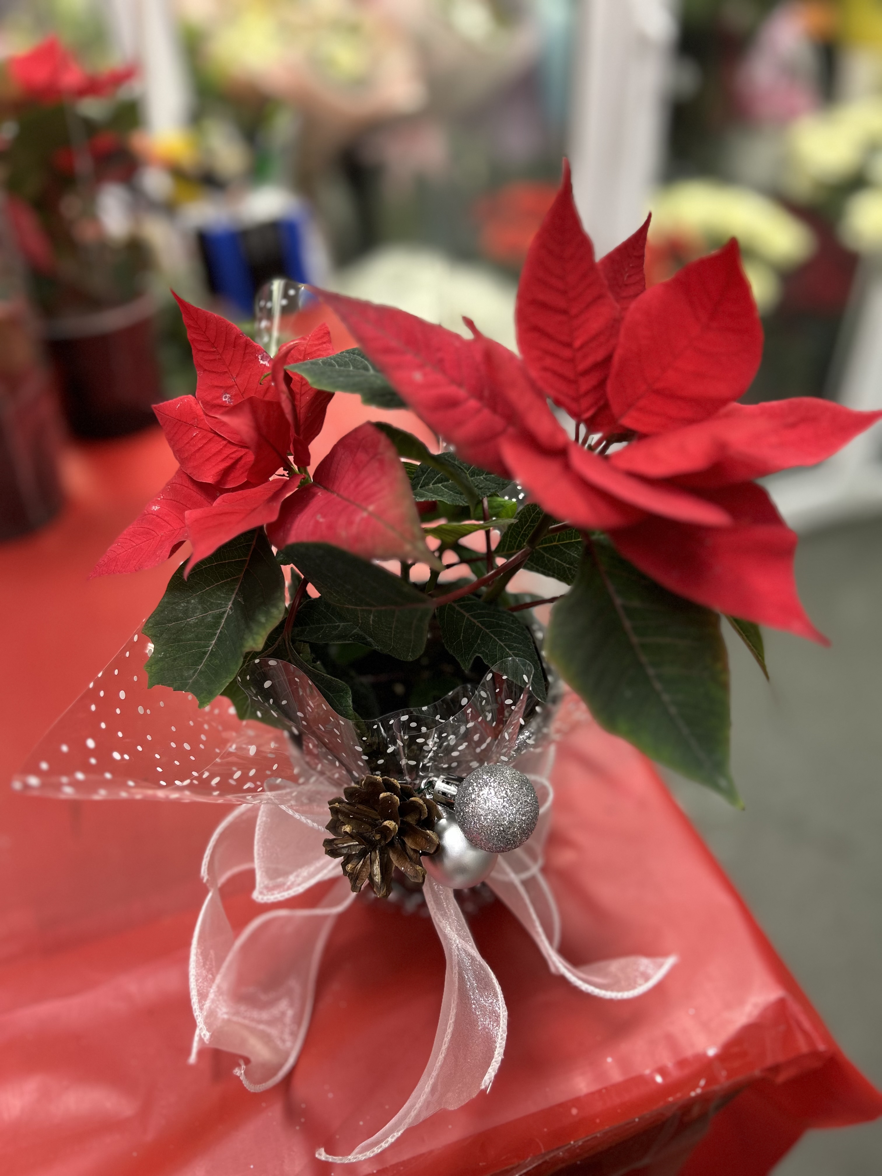 Пуансетия (горшечные растения)