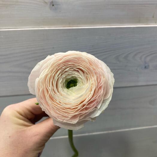 Ранункулюсы