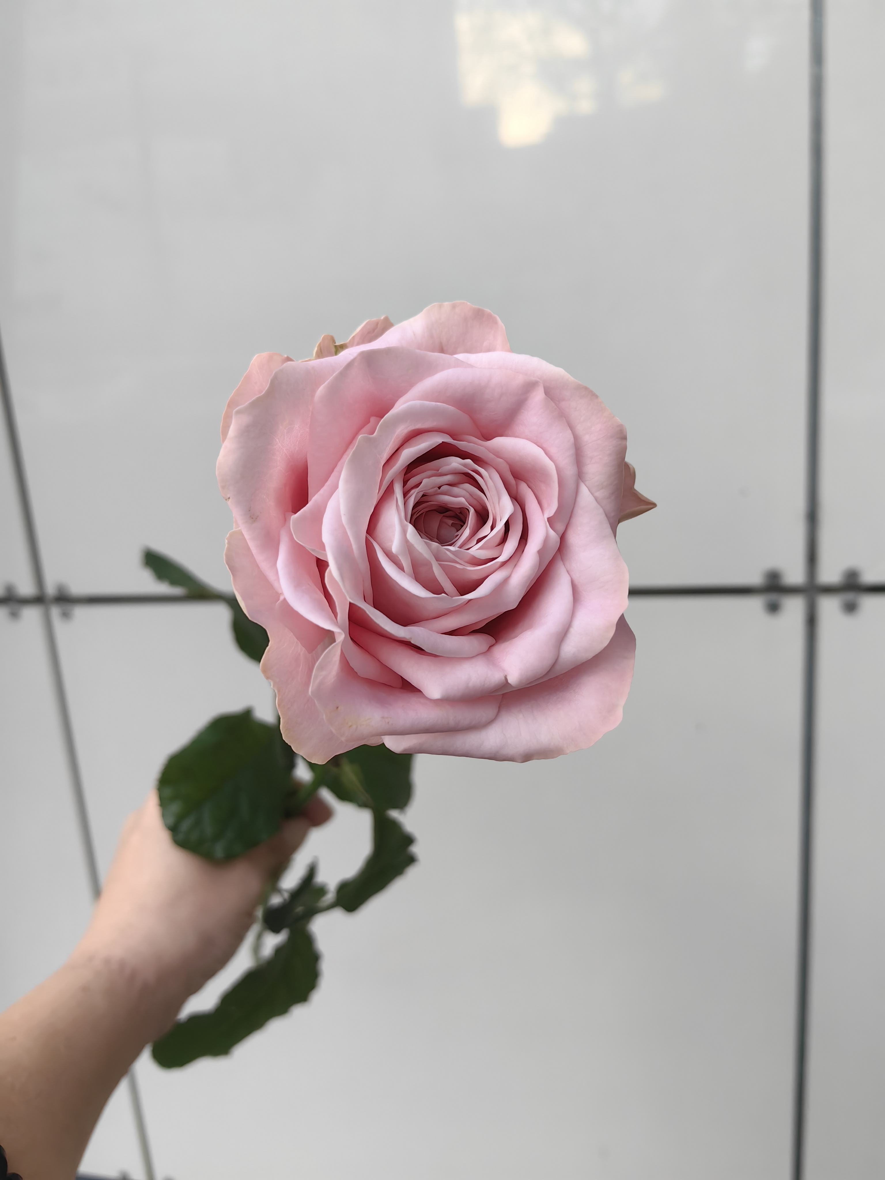 Розовая роза 70см