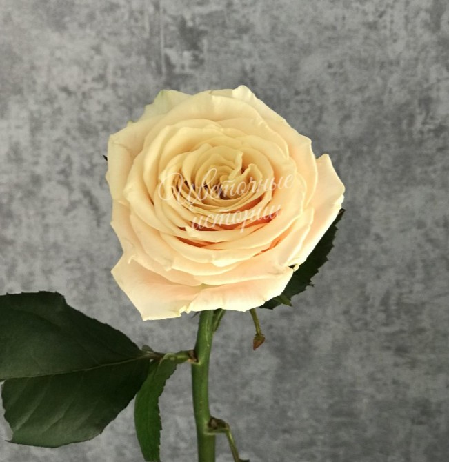 Роза кремовая