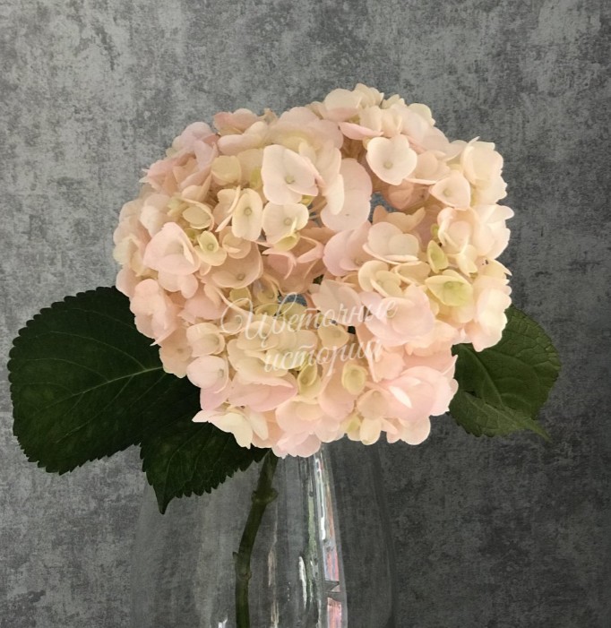 Гортензия розовая