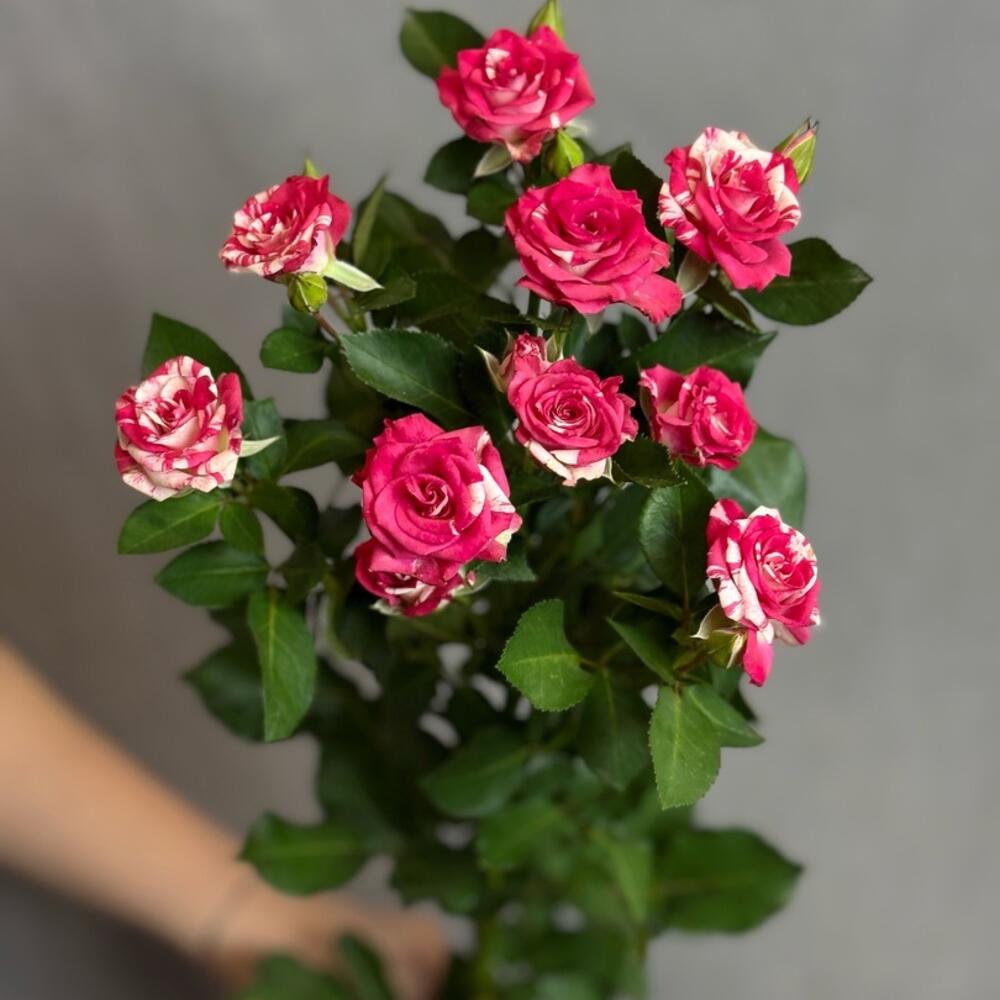 Роза кустовая премиум класса