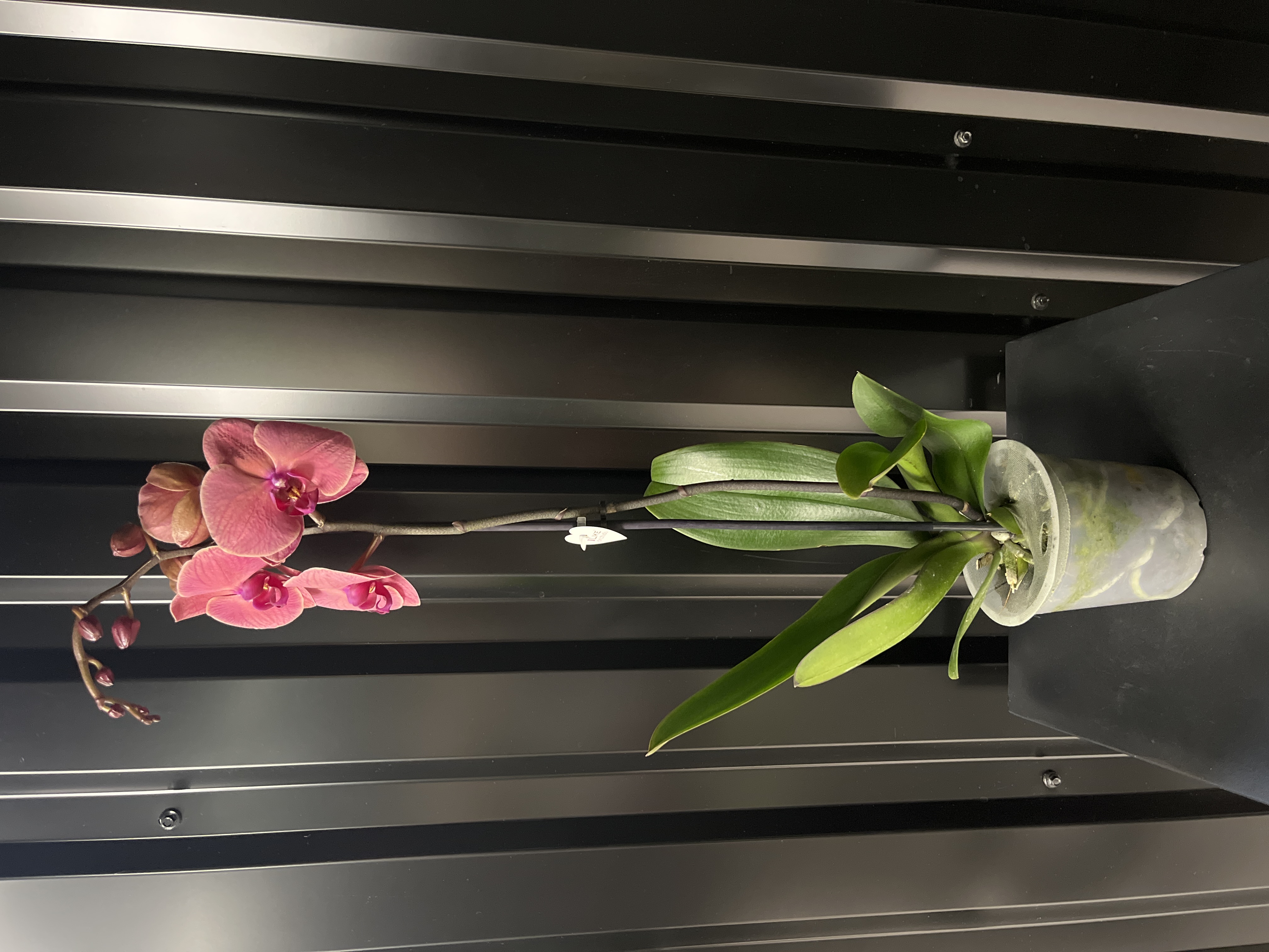 Фаленопсис