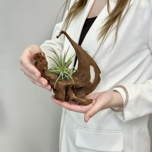 Комнатное растение тилландсия с корягой