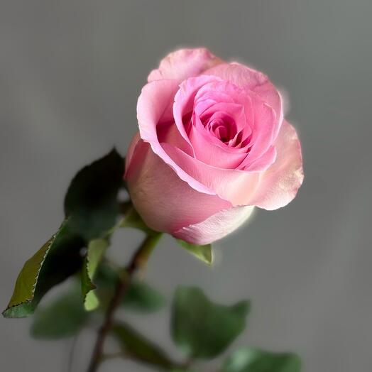 Роза Мандала 60см