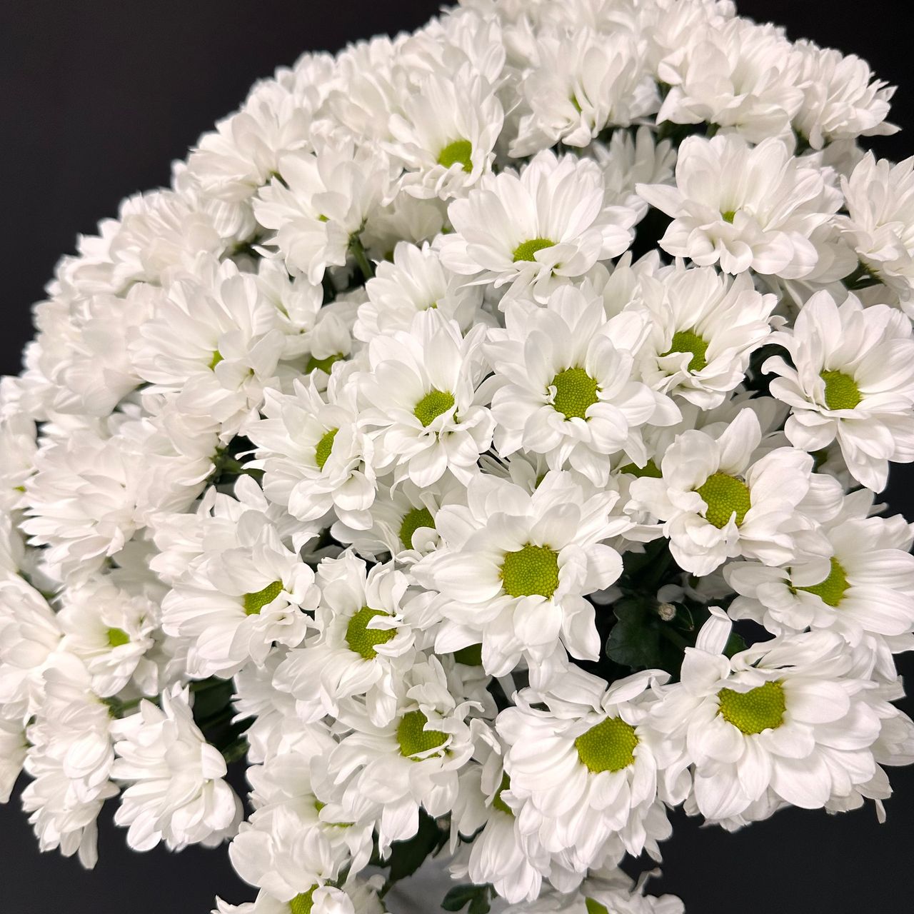 15 кустовых хризантем-ромашки