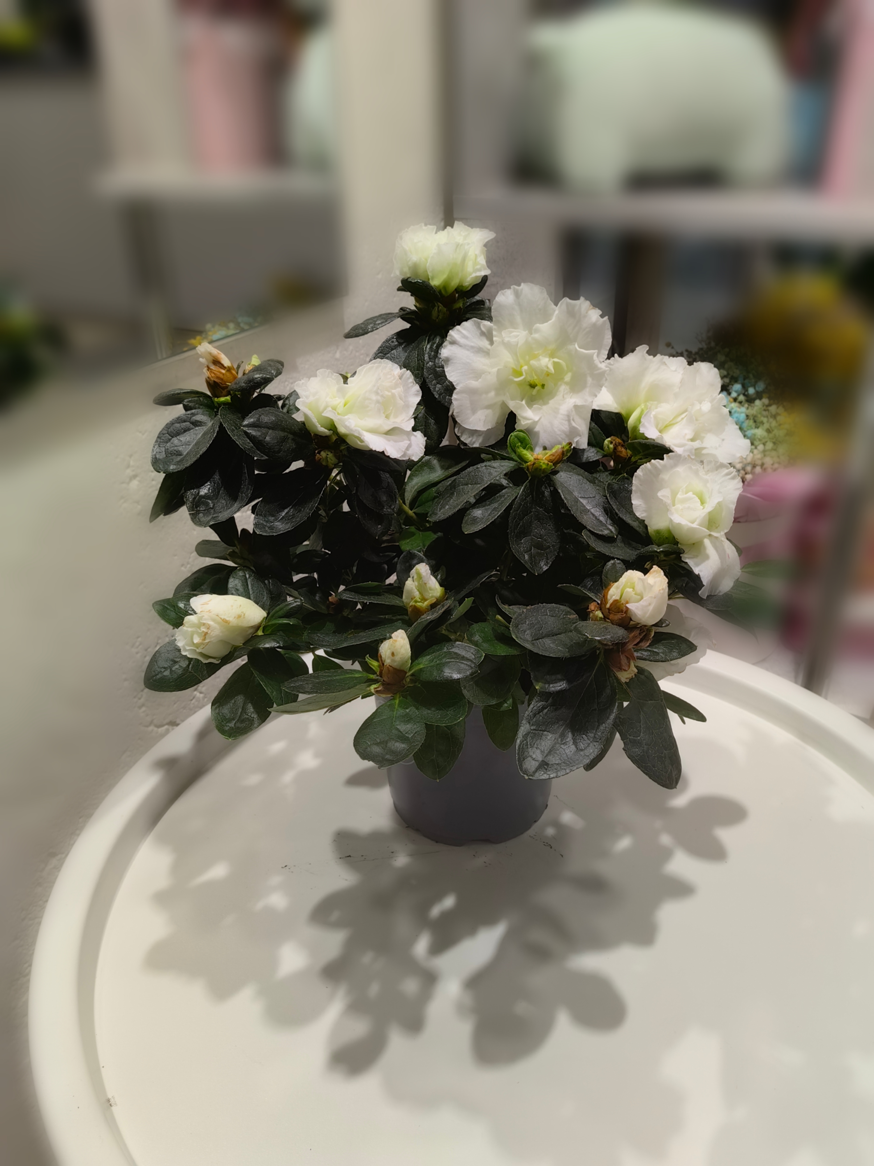 Азалия белая