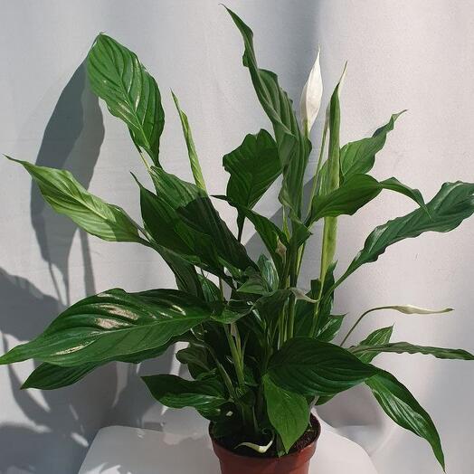 Комнатное растение Спатифиллум
