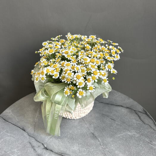 Корзина с ромашками мини
