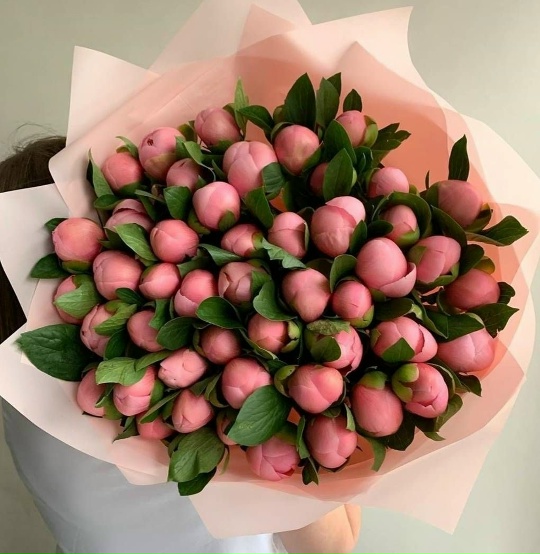 Пионовый Рай: 51 Красавец