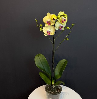 Орхидея "Жёлтая"
