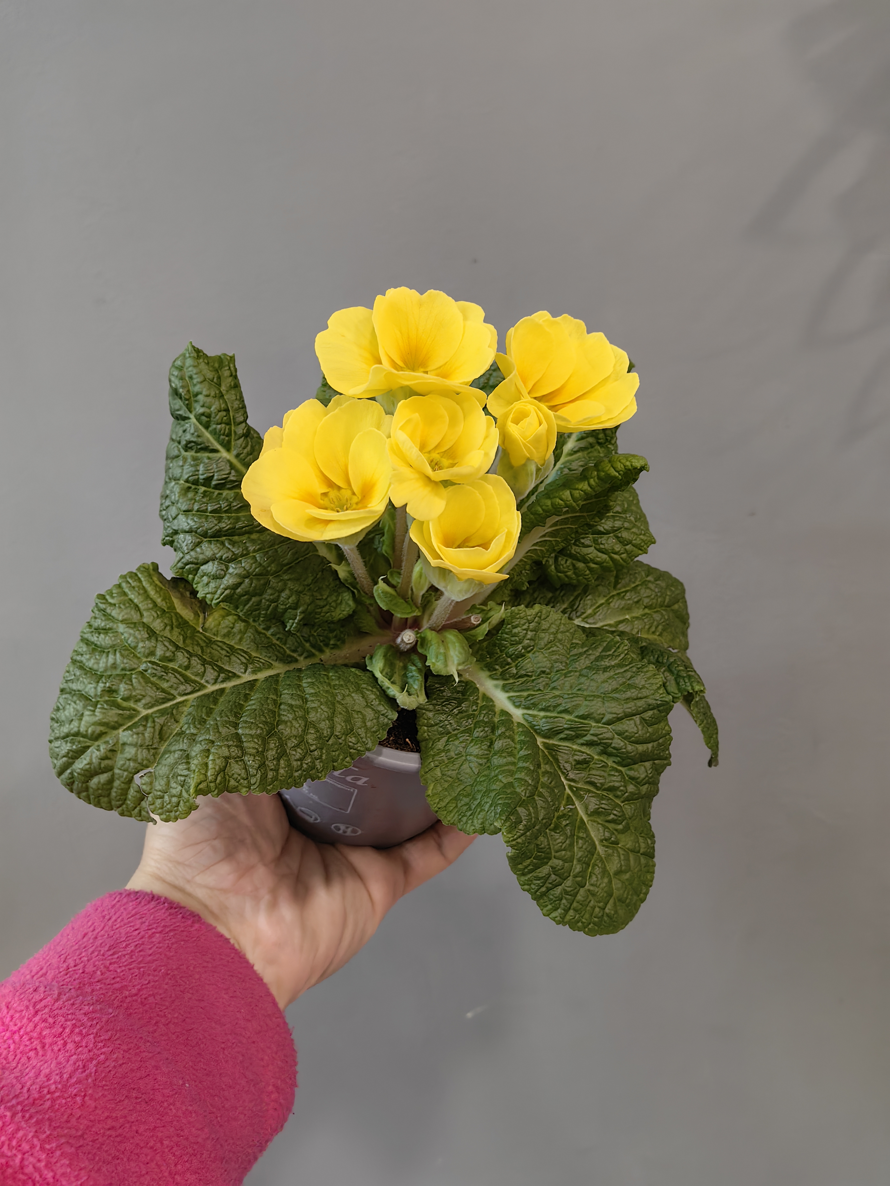 Примула в горшке