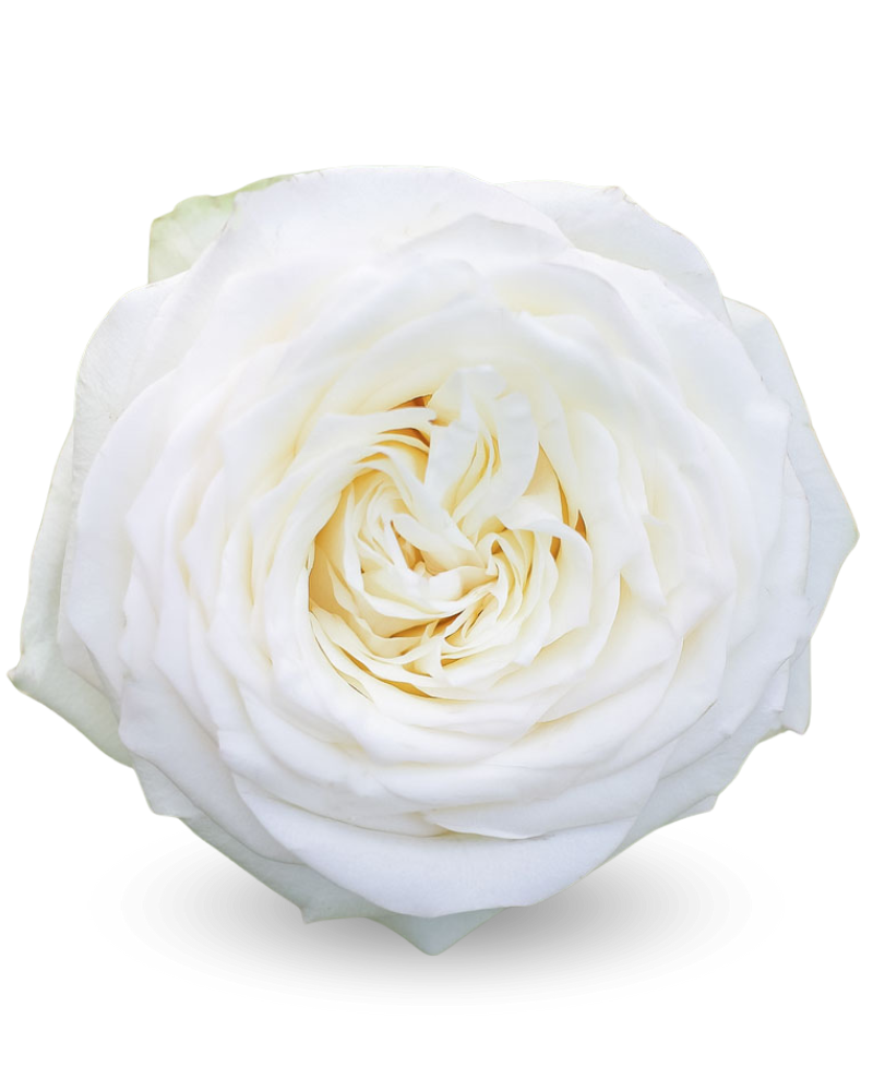 Роза «Канделайт»