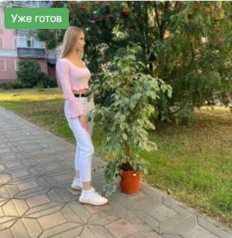 Фикус Бенджамина 