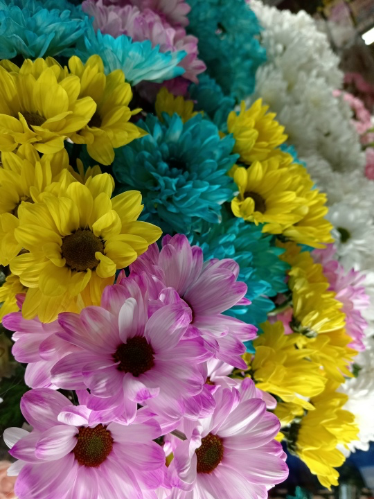 Хризантема кустовая цветная