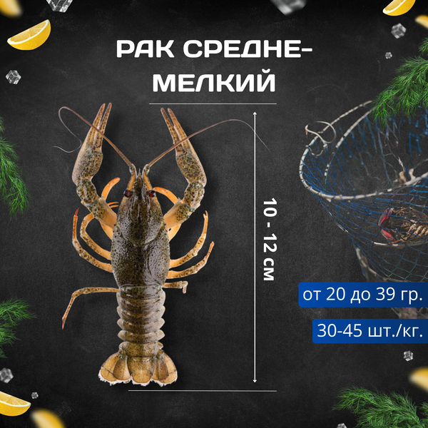 Рак XS - живые средне-мелкий