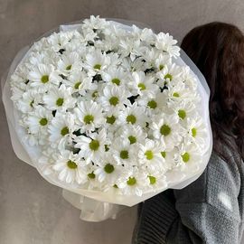 Хризантема ромашка L