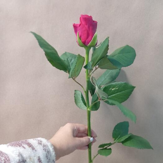 Роза 50см