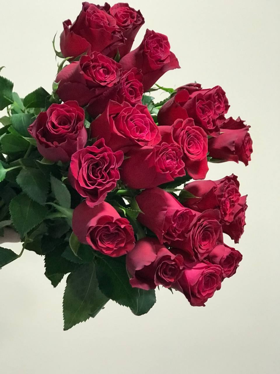 Красная роза премиум качества 21 шт