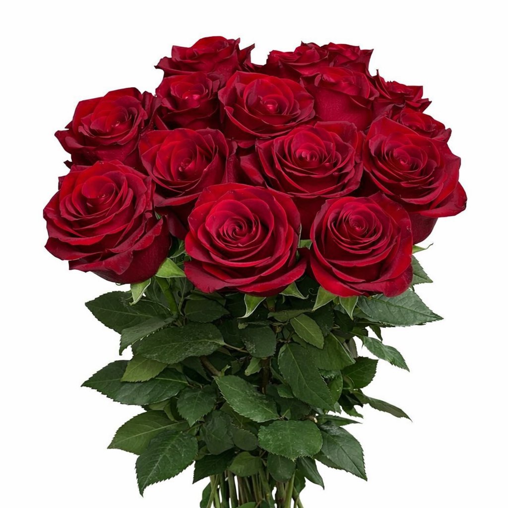 Роза «Эксплорер»