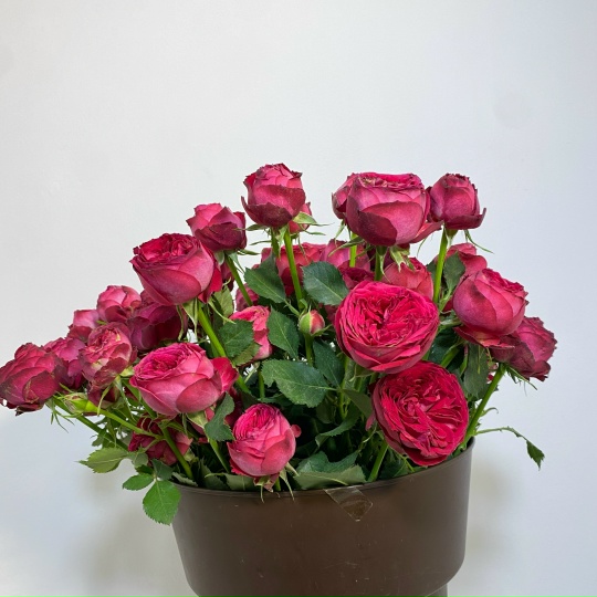 Розы кустовые