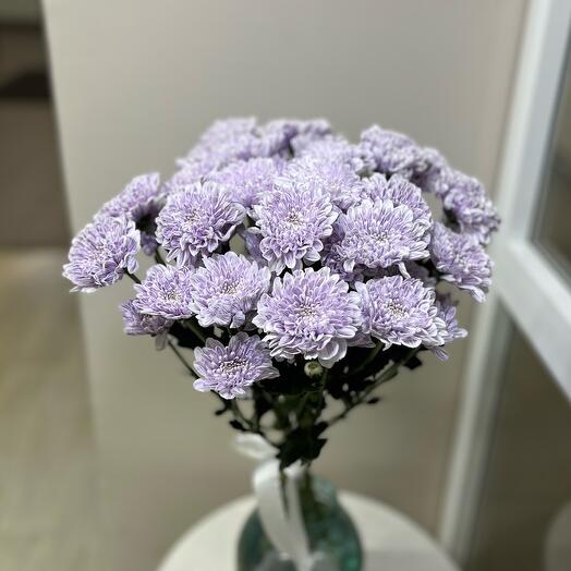 5 фиолетовых кустовых хризантем под ленту